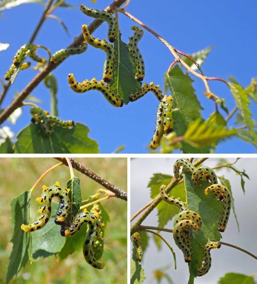 220709 Nematus septentrionalis