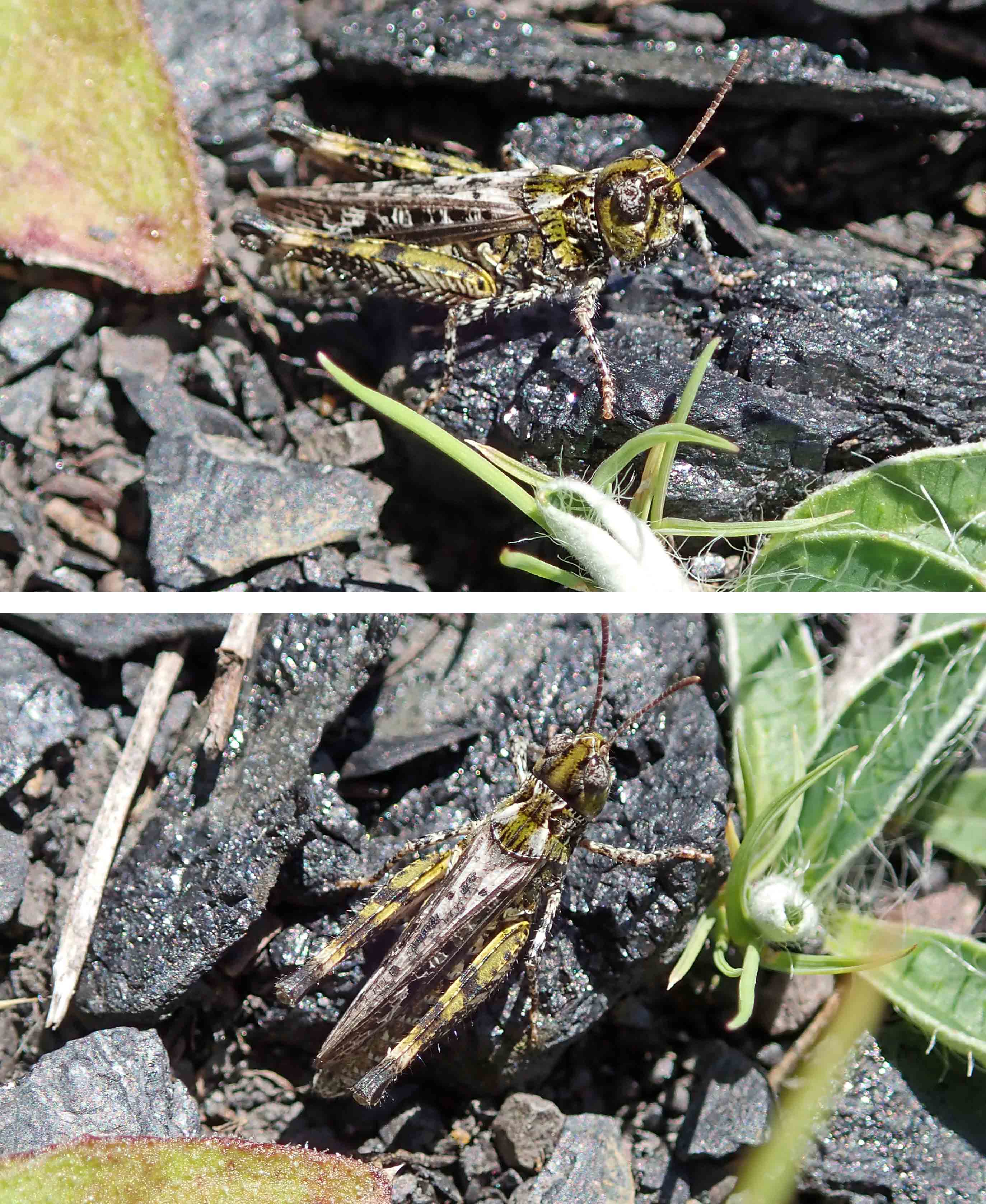 220713 mottled grasshopper