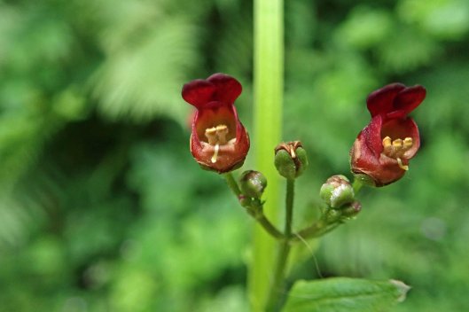 220717 common figwort