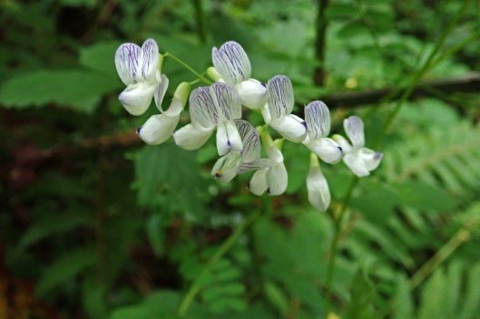 220717 wood vetch