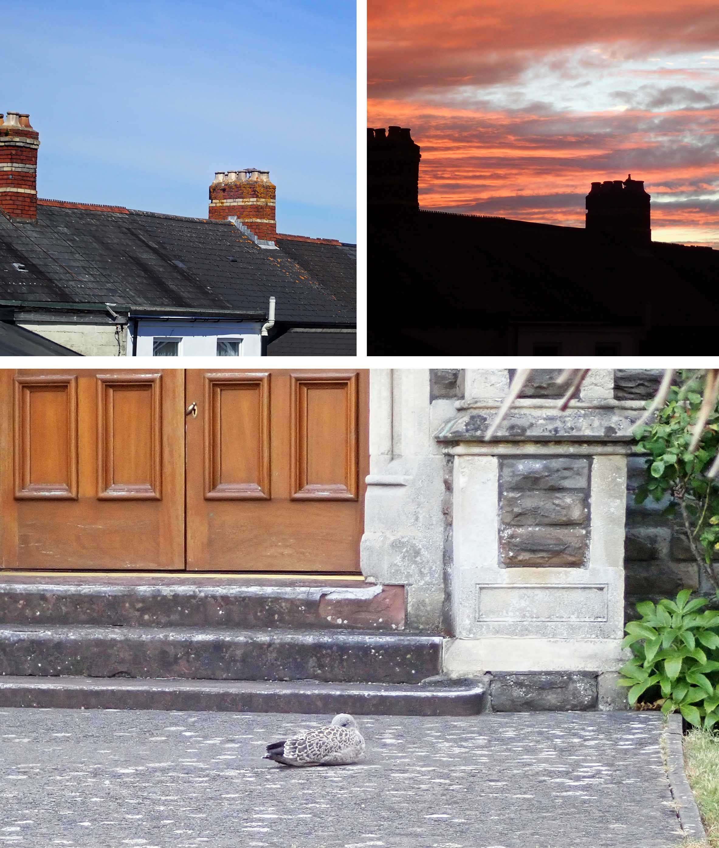 220719 LBB fledgling