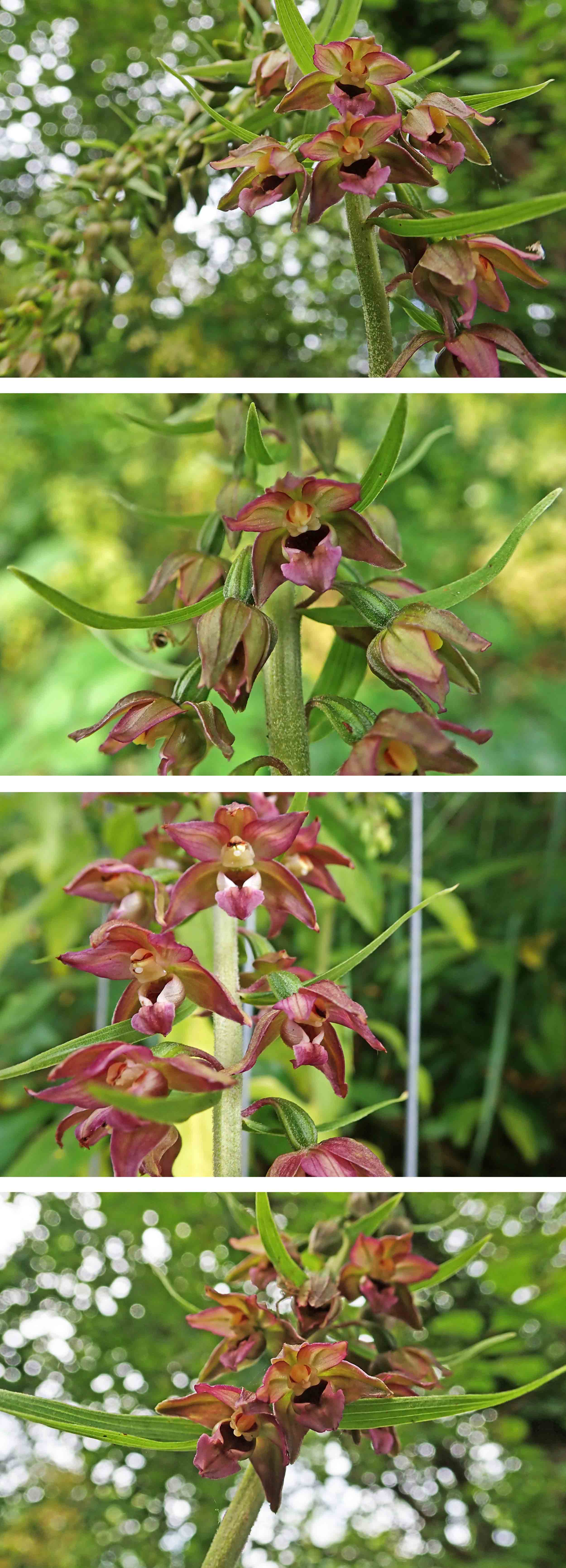 220724 broad-leaved helleborine
