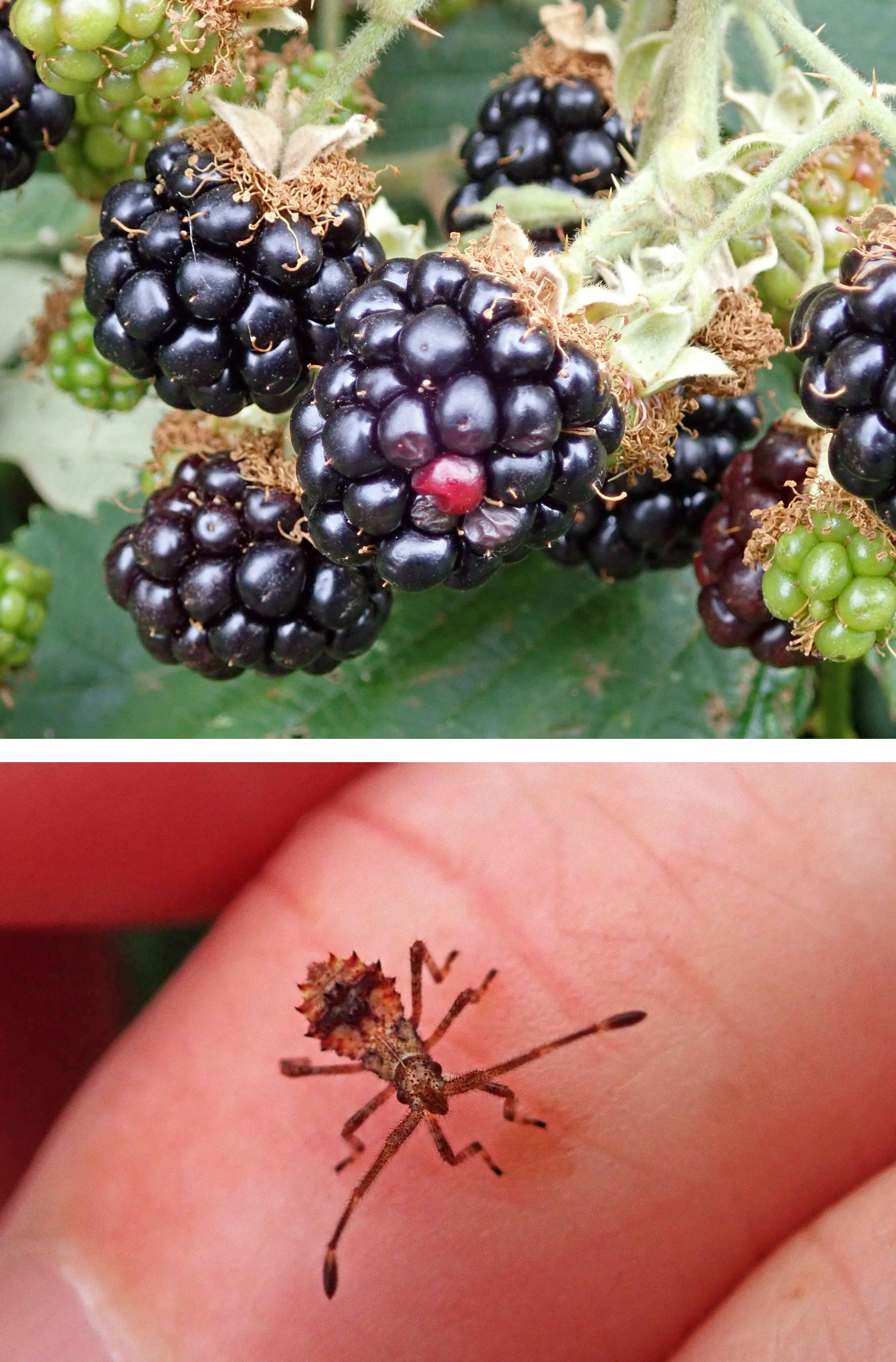 220725 blackberry and dock bug nymph