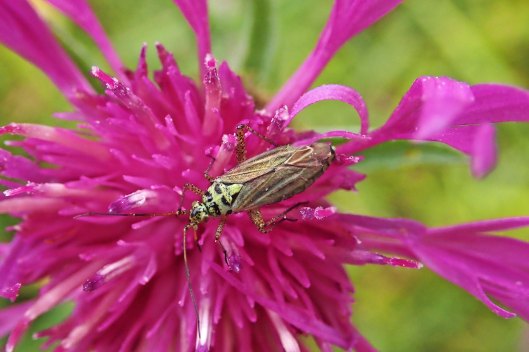 220729 oncotylus viridiflavus