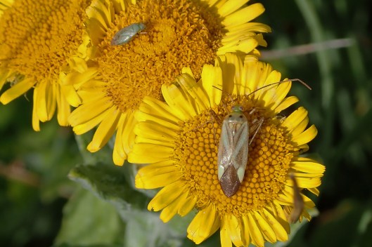220730 Adelphocoris lineolatus
