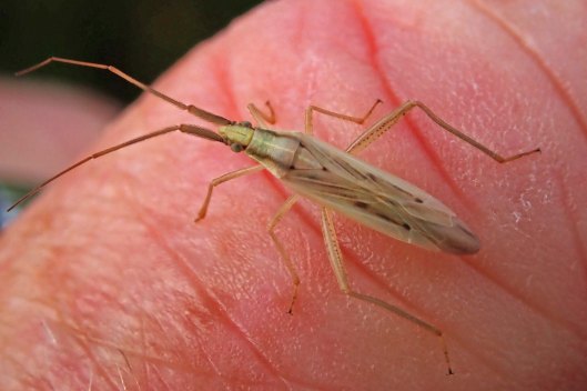 220801 Stenodema laevigata