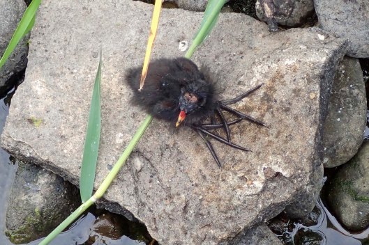 220802 moorhen chick