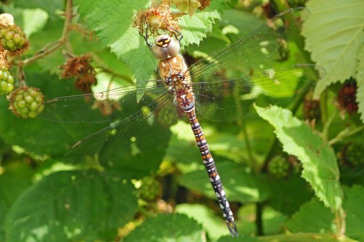 220803 migrant hawker