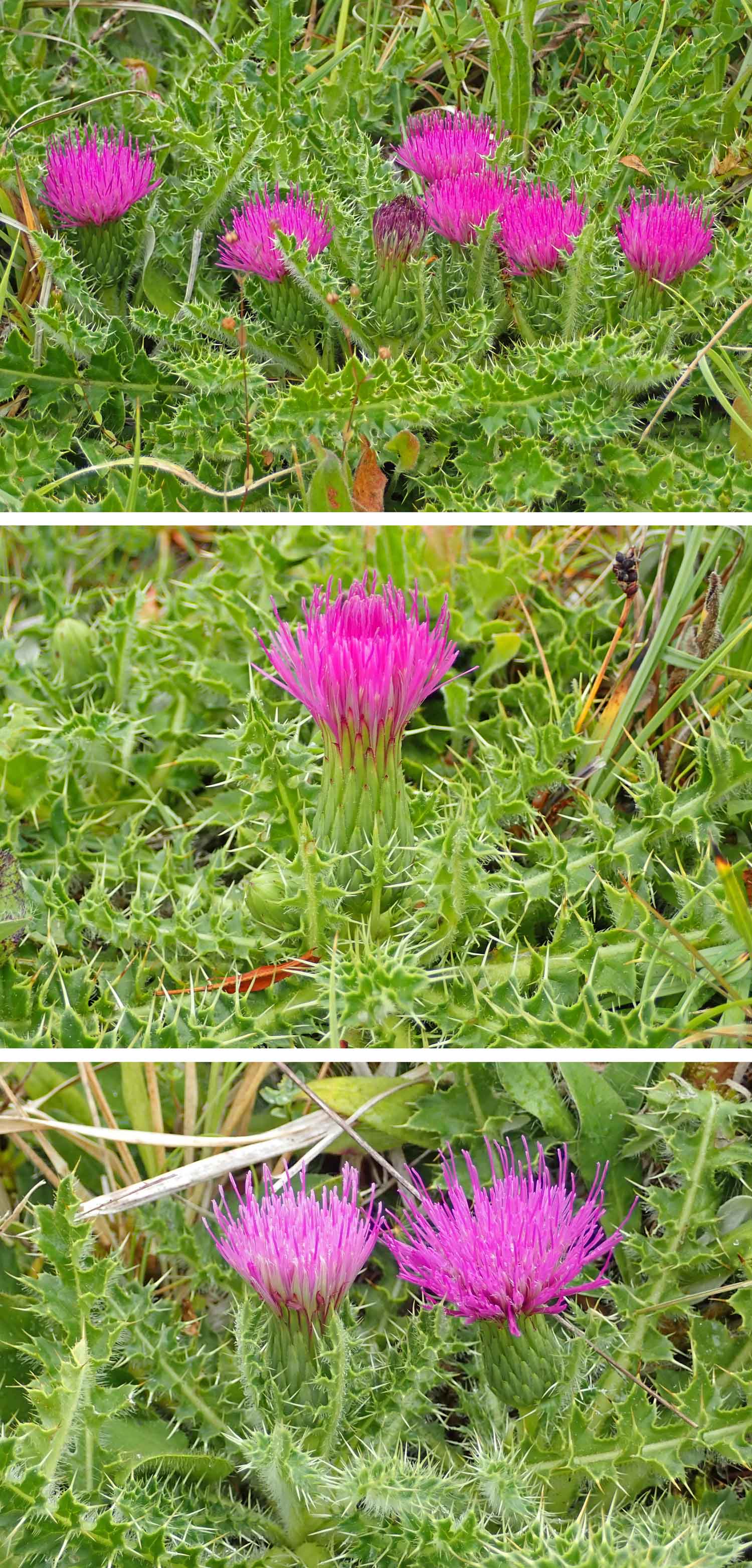 220807 dwarf thistles