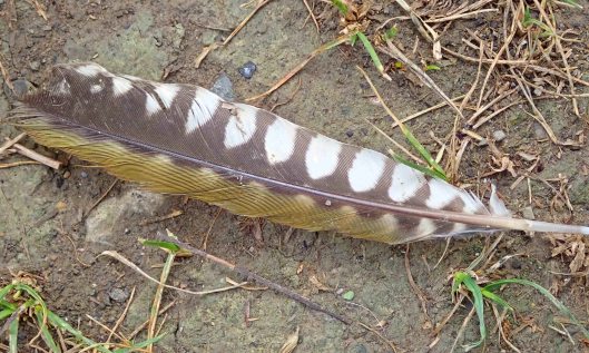 220809 feather green woodpecker