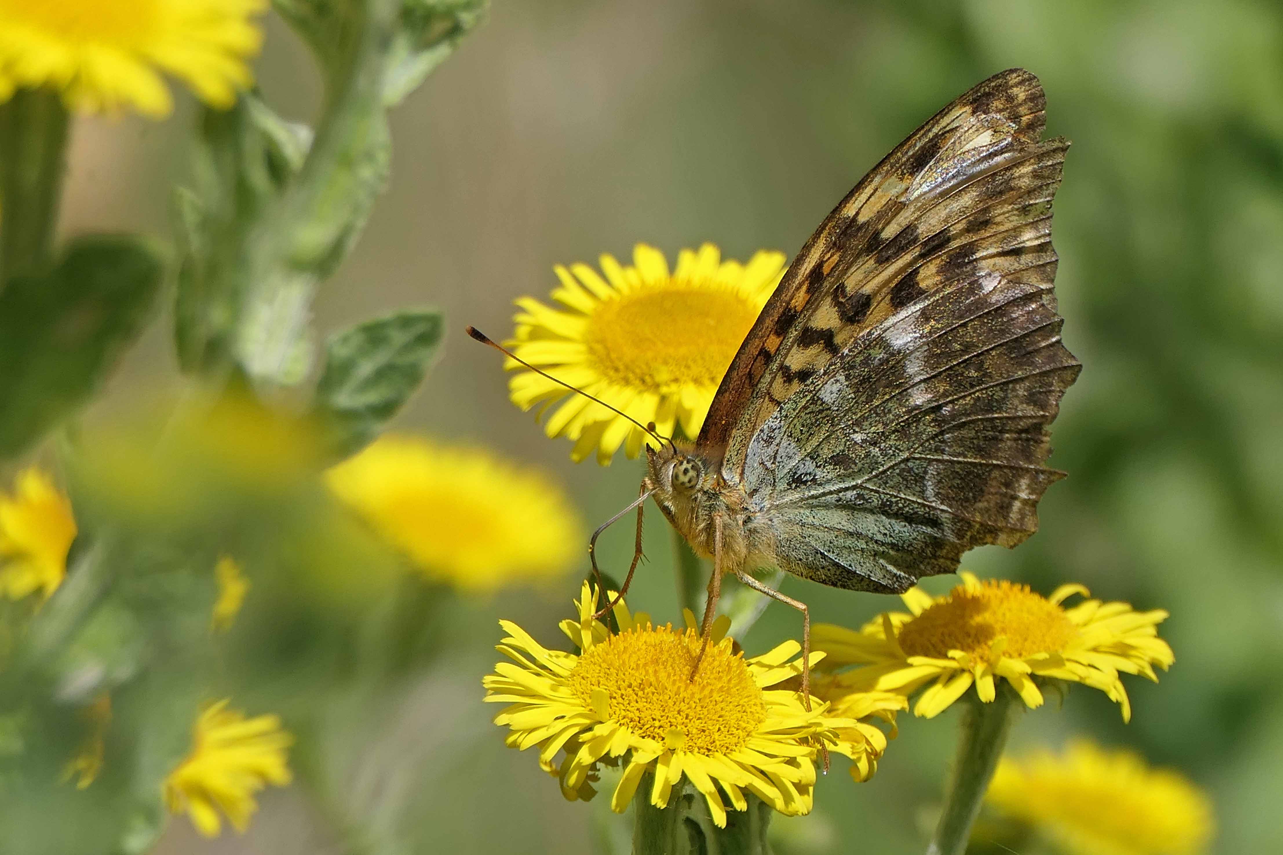 220812 silver-washed fritillary