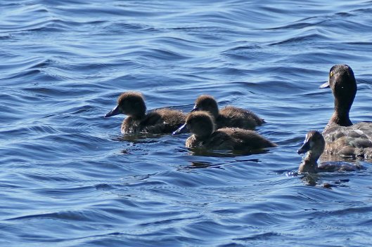 220813 tufted ducklings