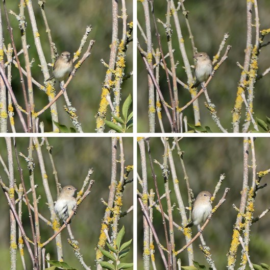 220816 garden warbler