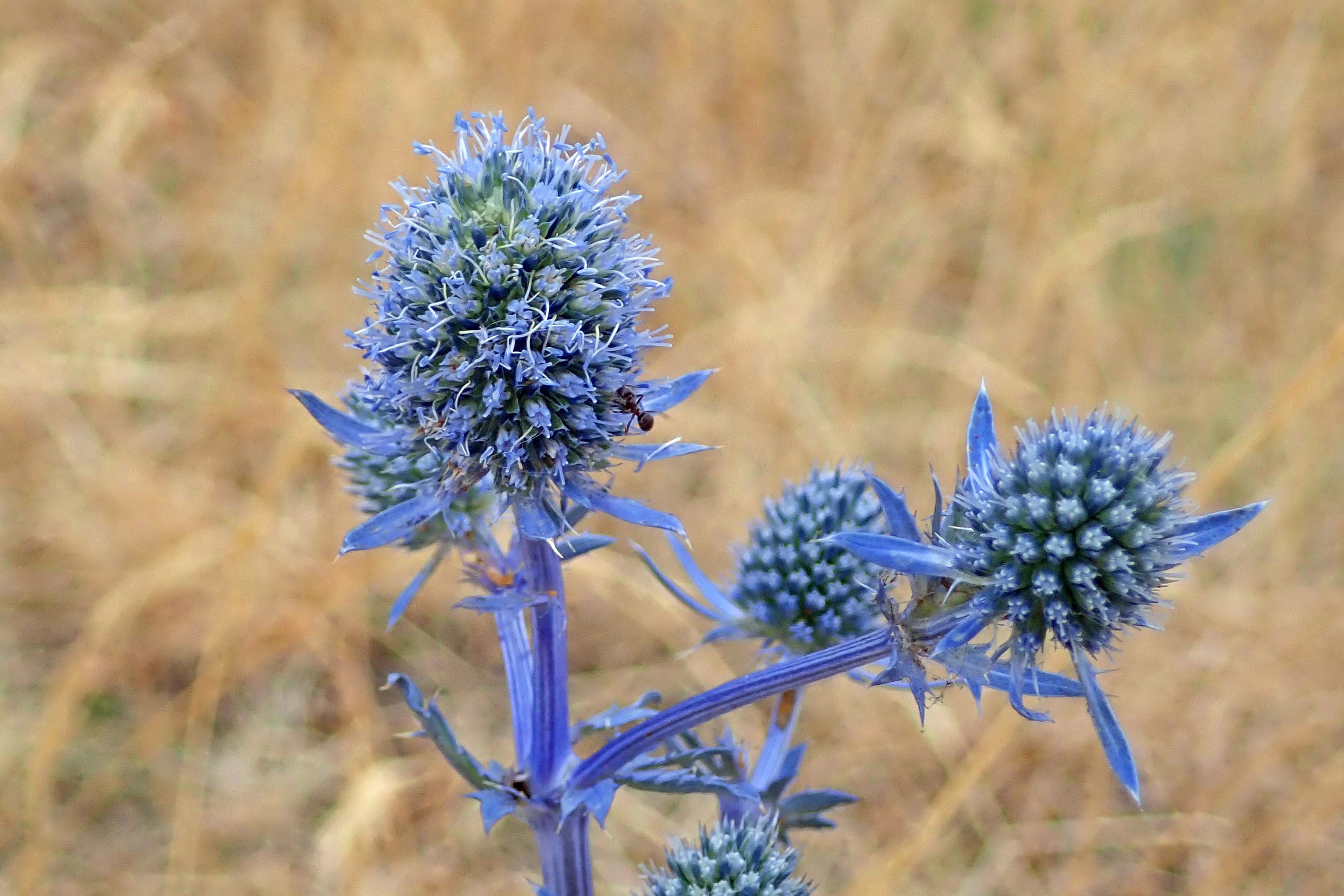 220817 sea holly