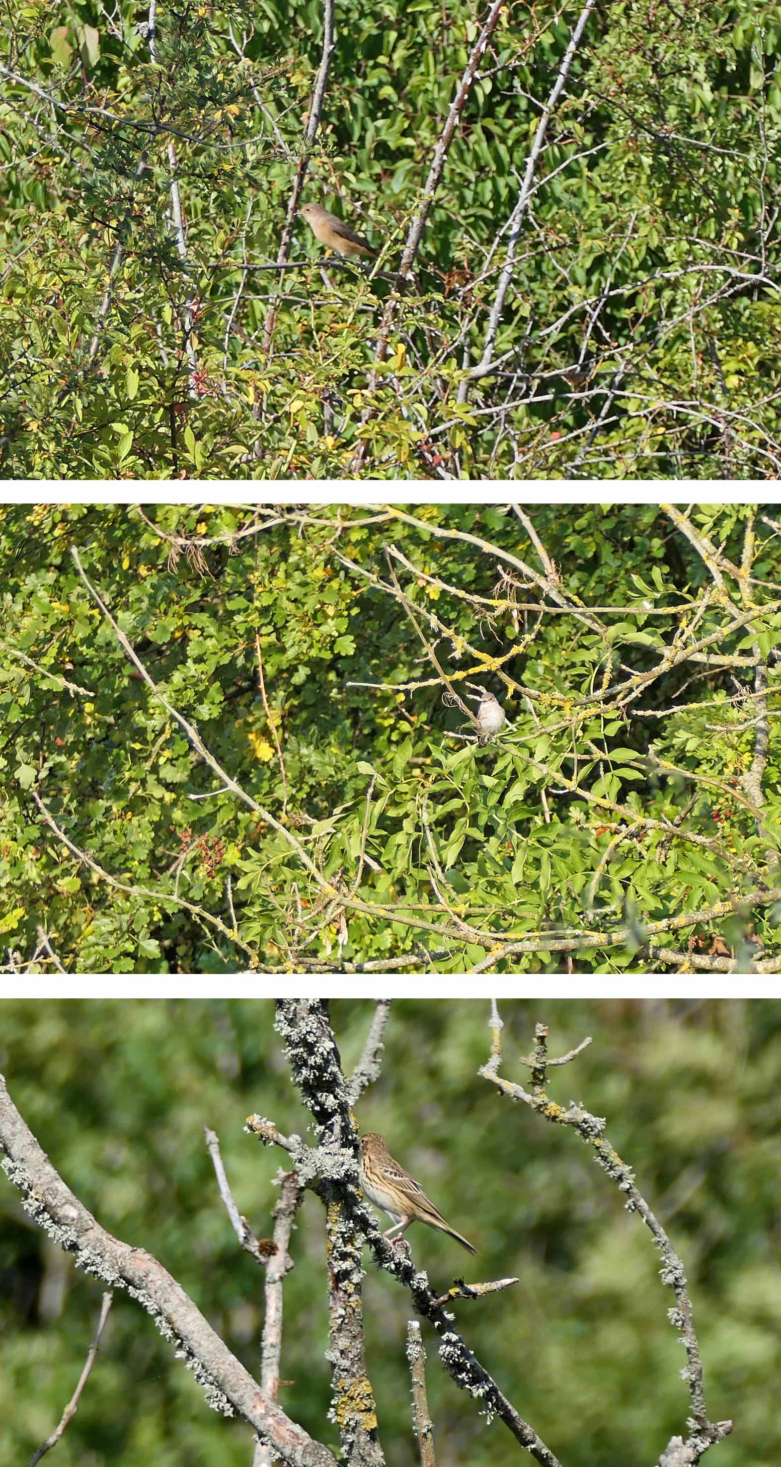 220818 autumn migration birds