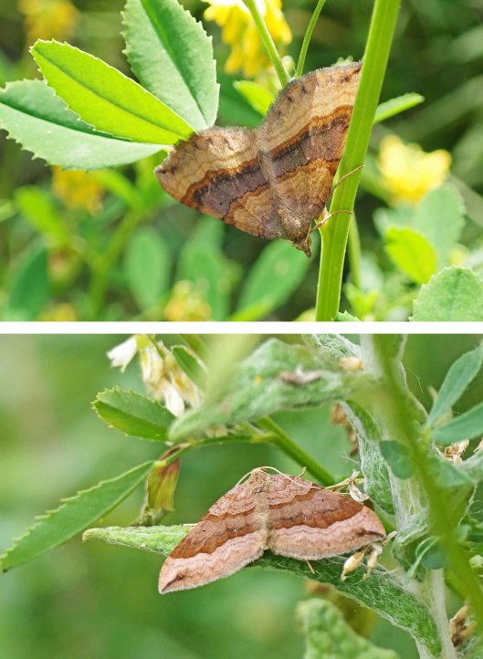 220819 shaded broad-bar