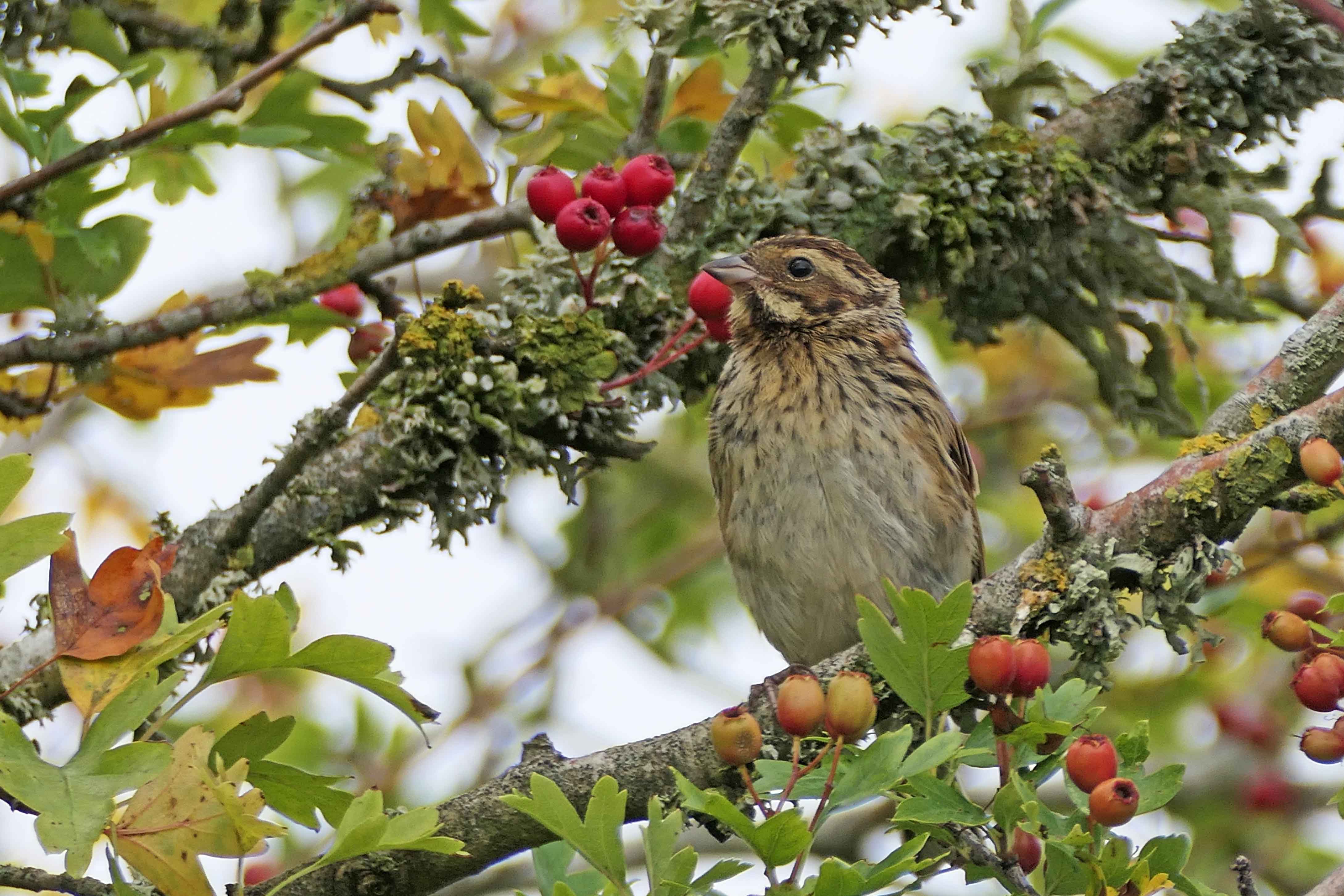 220820 reed bunting