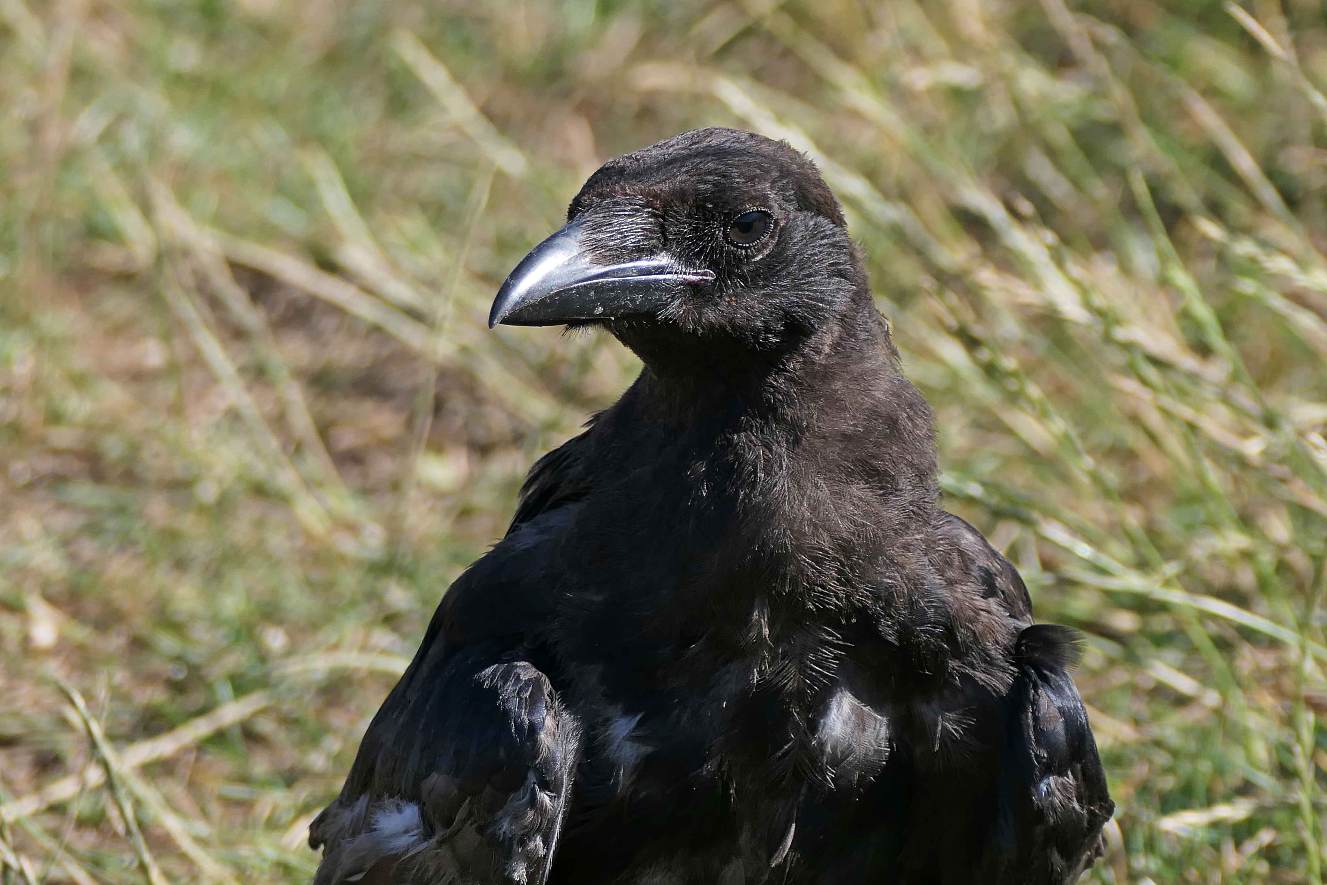 220822 juvenile carrion crow (2)