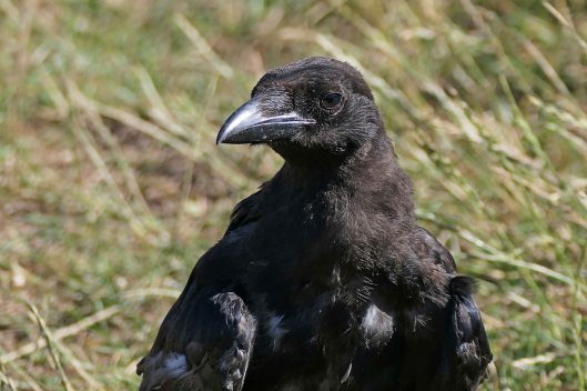 220822 juvenile carrion crow (2)