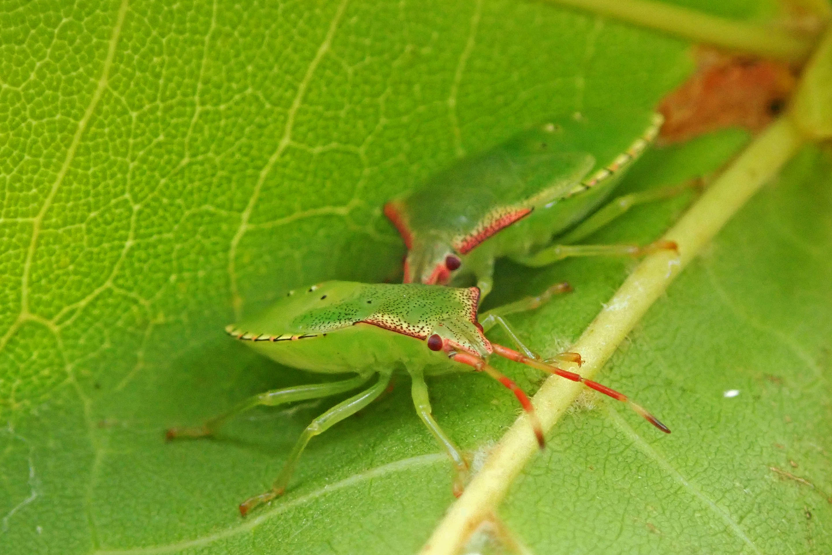 220825 hawthorn shieldbugs final instar