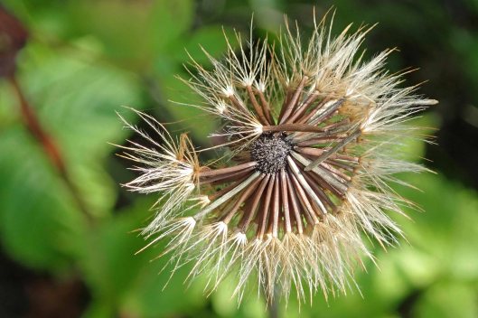 220827 seedhead