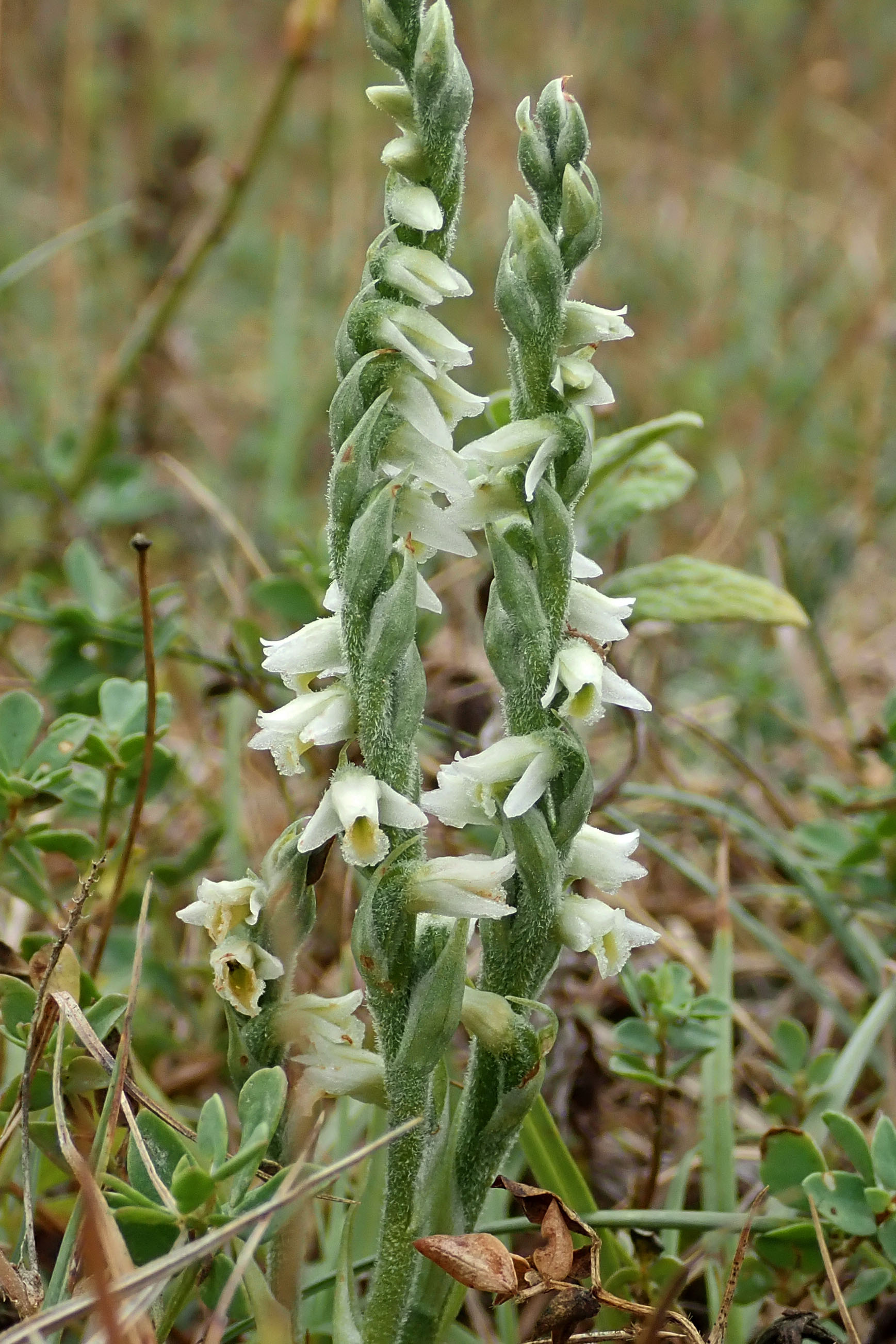 220828 autumn lady's-tresses