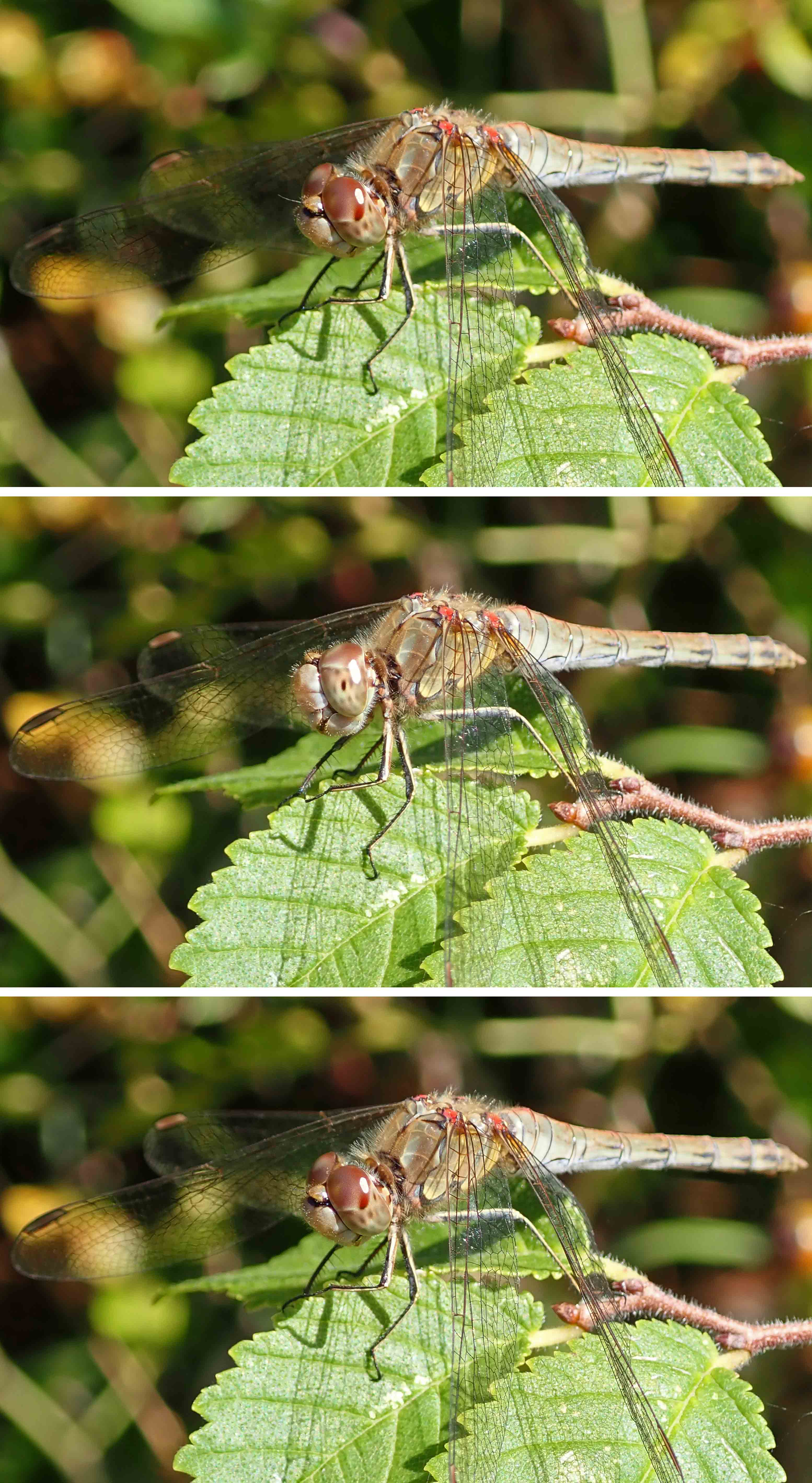 220829 winking common darter