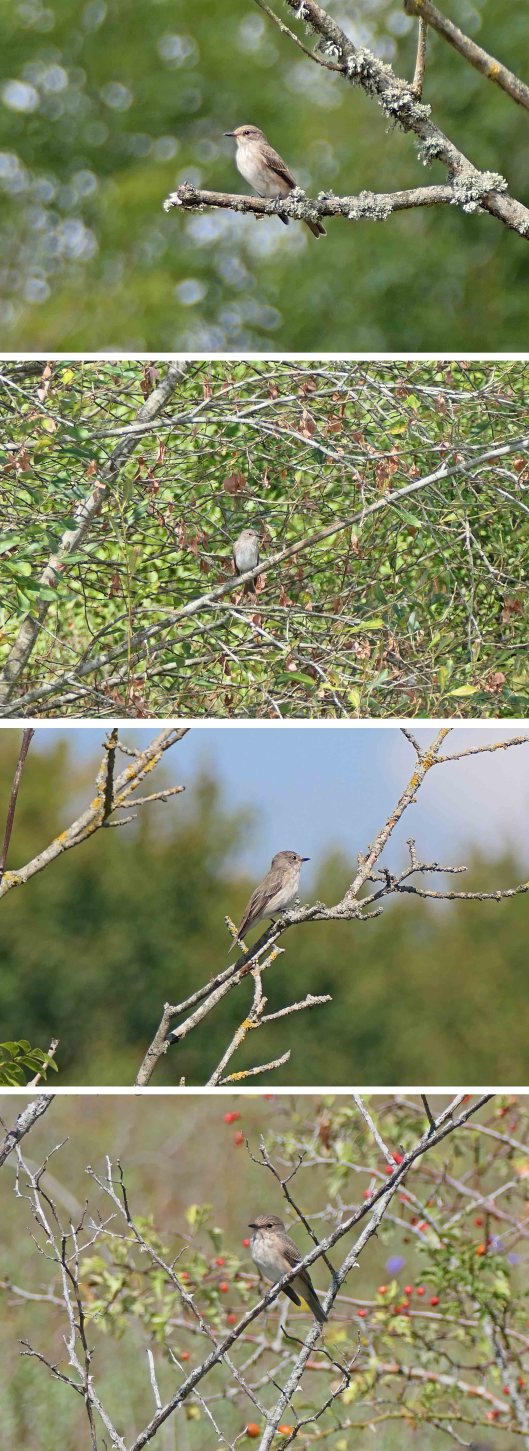 220830 spotted flycatcher