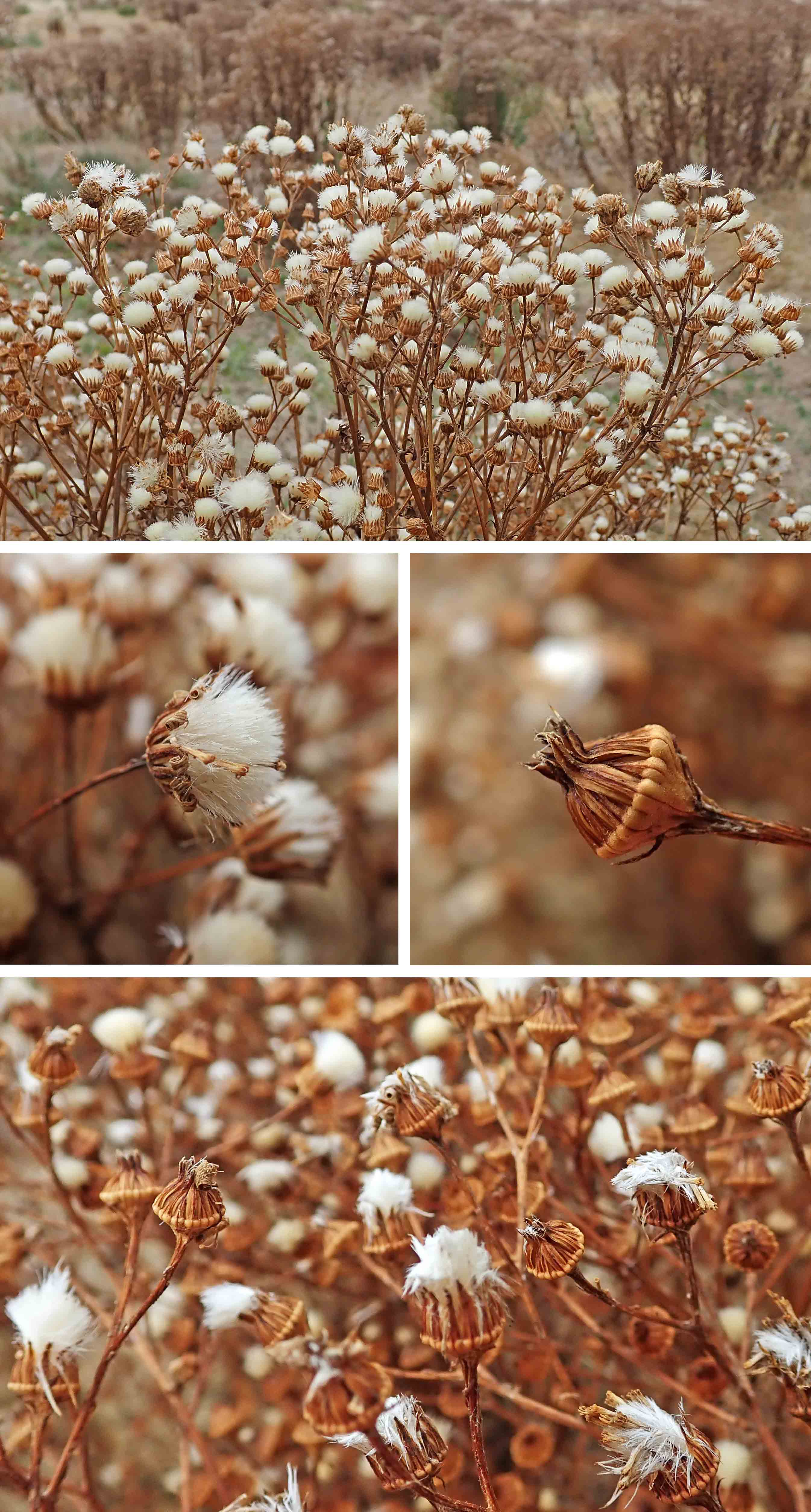 220911 ragwort seedheads