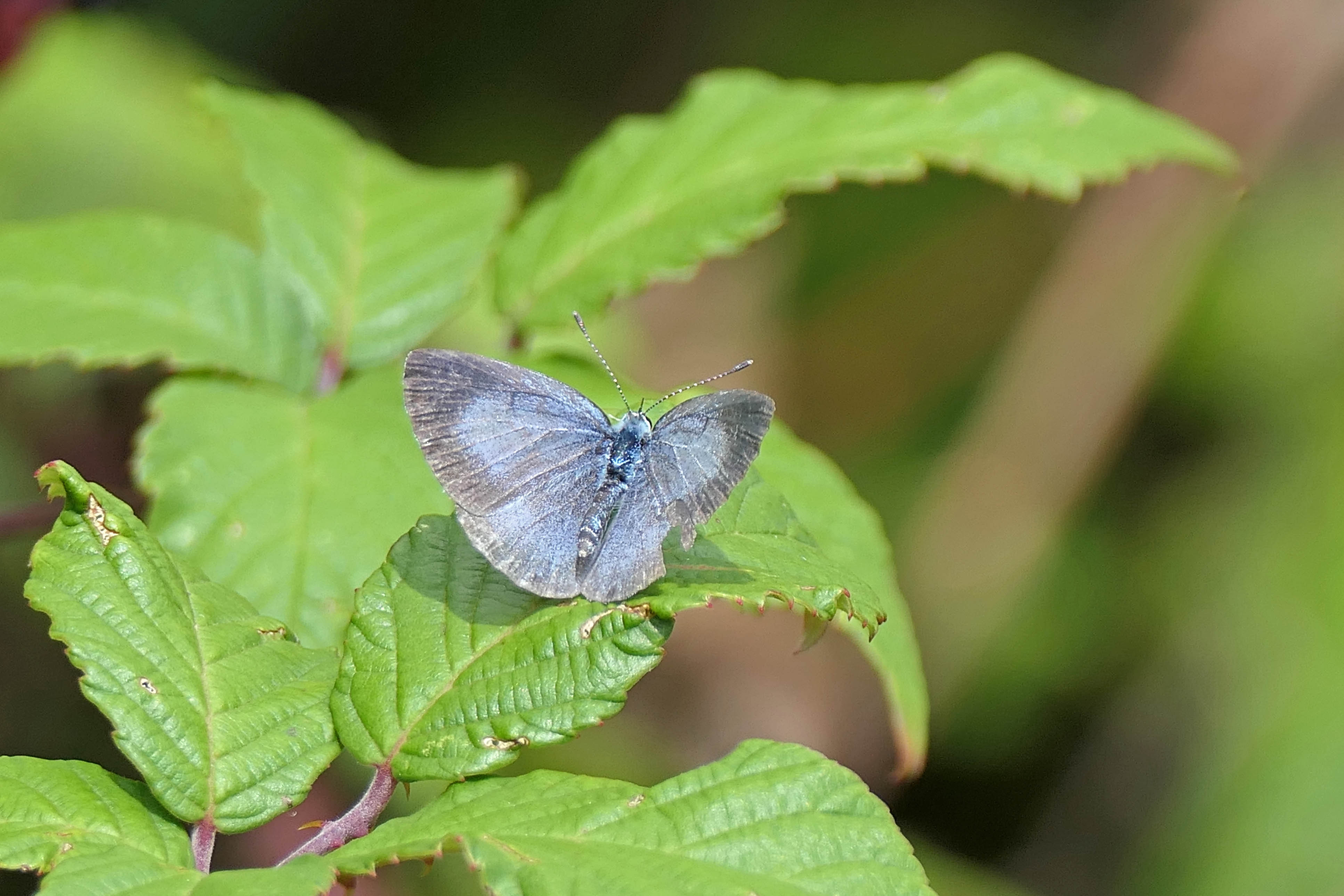 220915 holly blue