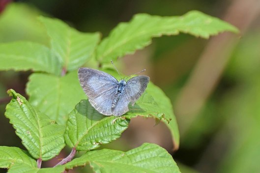 220915 holly blue