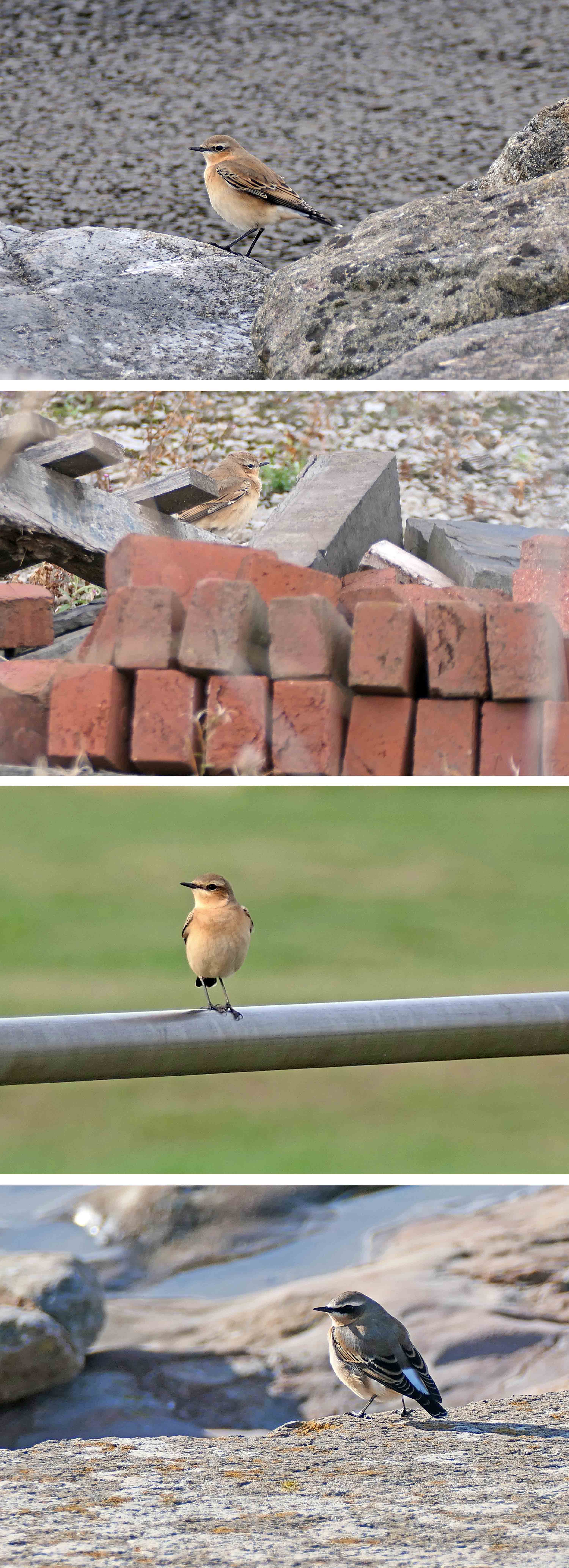 220916 wheatear