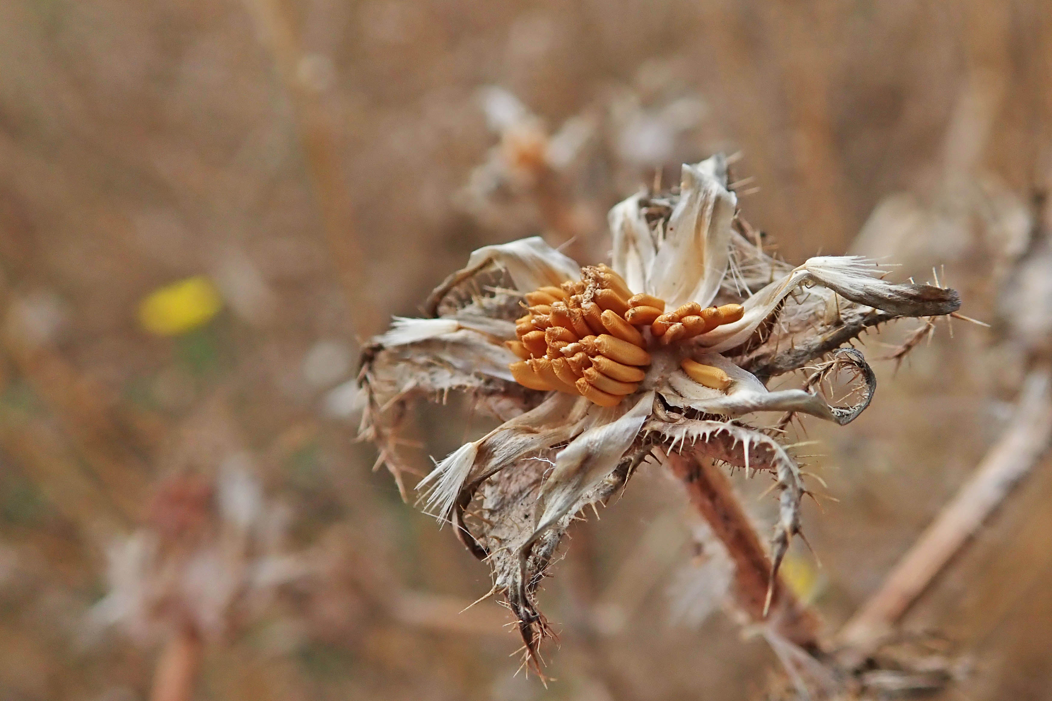 220918 rough sow-thistle seedhead