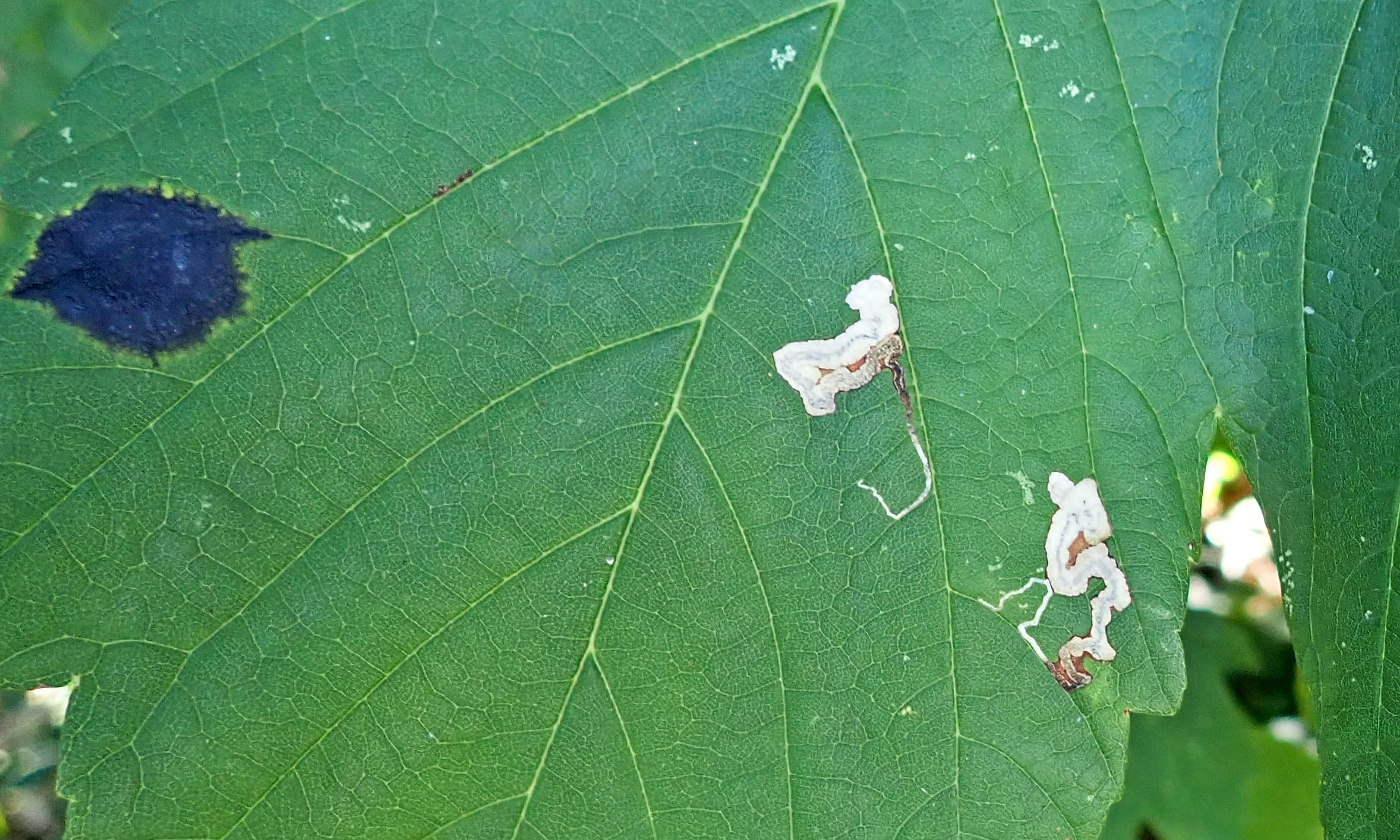 220920 stigmella speciosa (1)