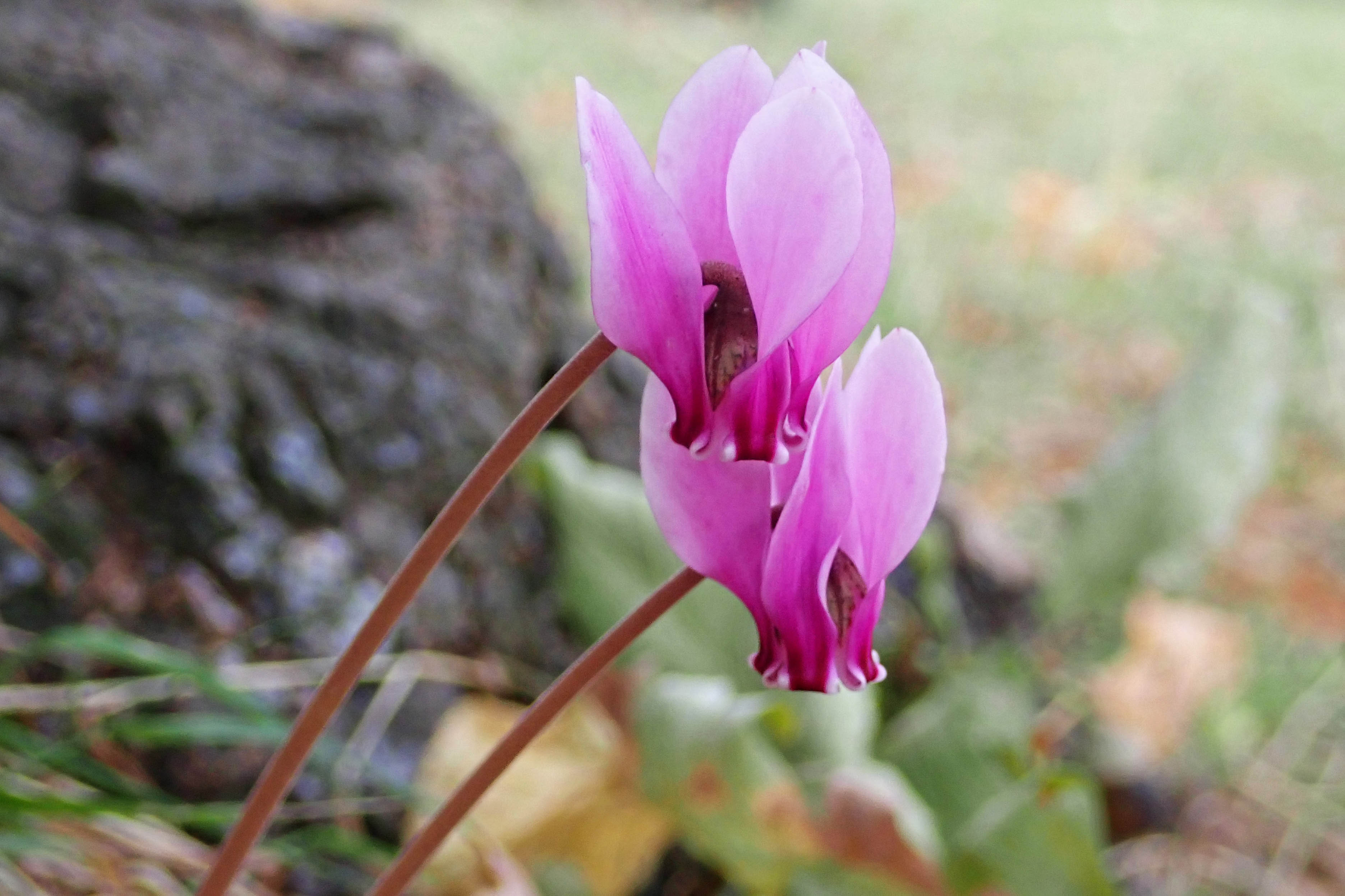 220923 wild cyclamen
