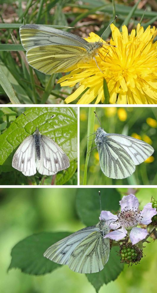 220927 green-veined white