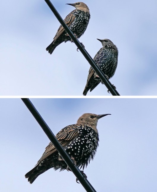 220928 beaky starling