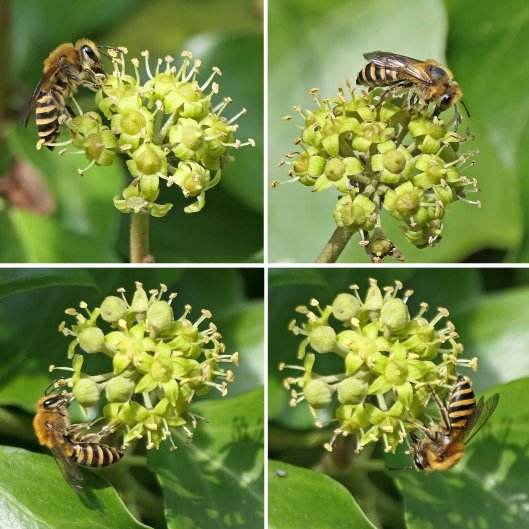 220929 ivy bees