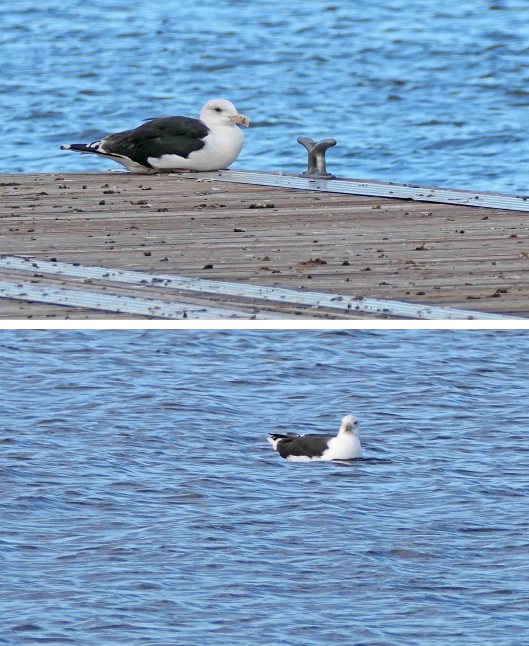 221001 great black-backed gulls (1)