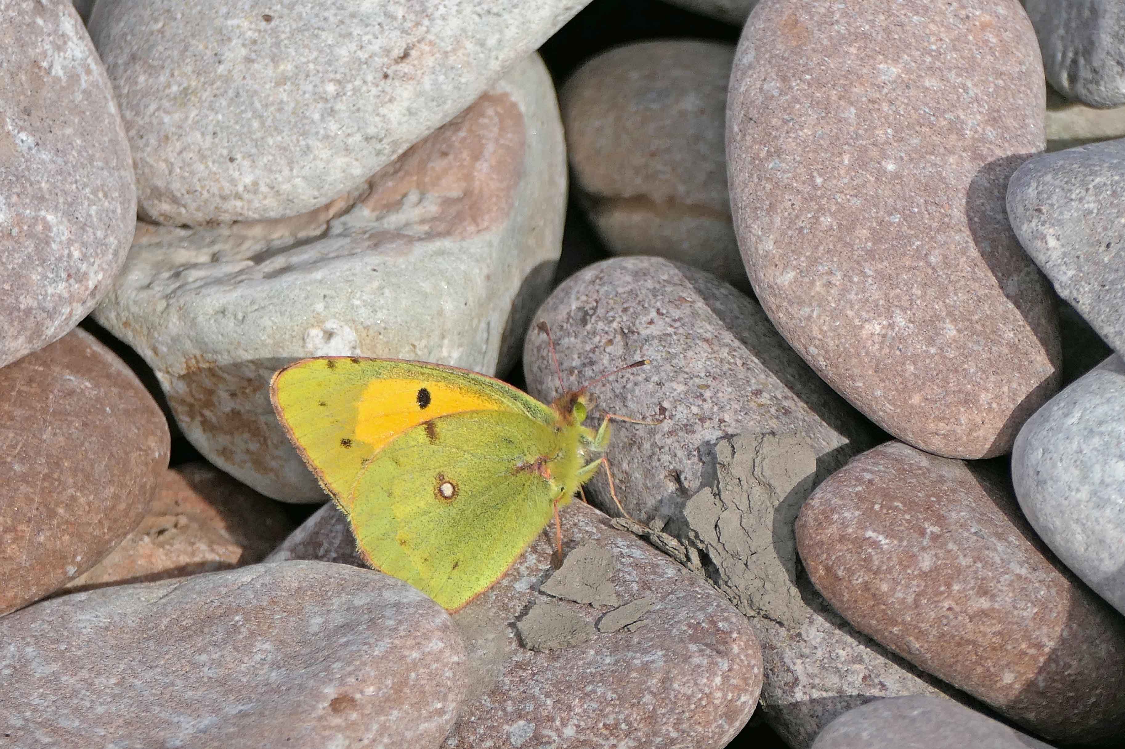 221005 clouded yellow
