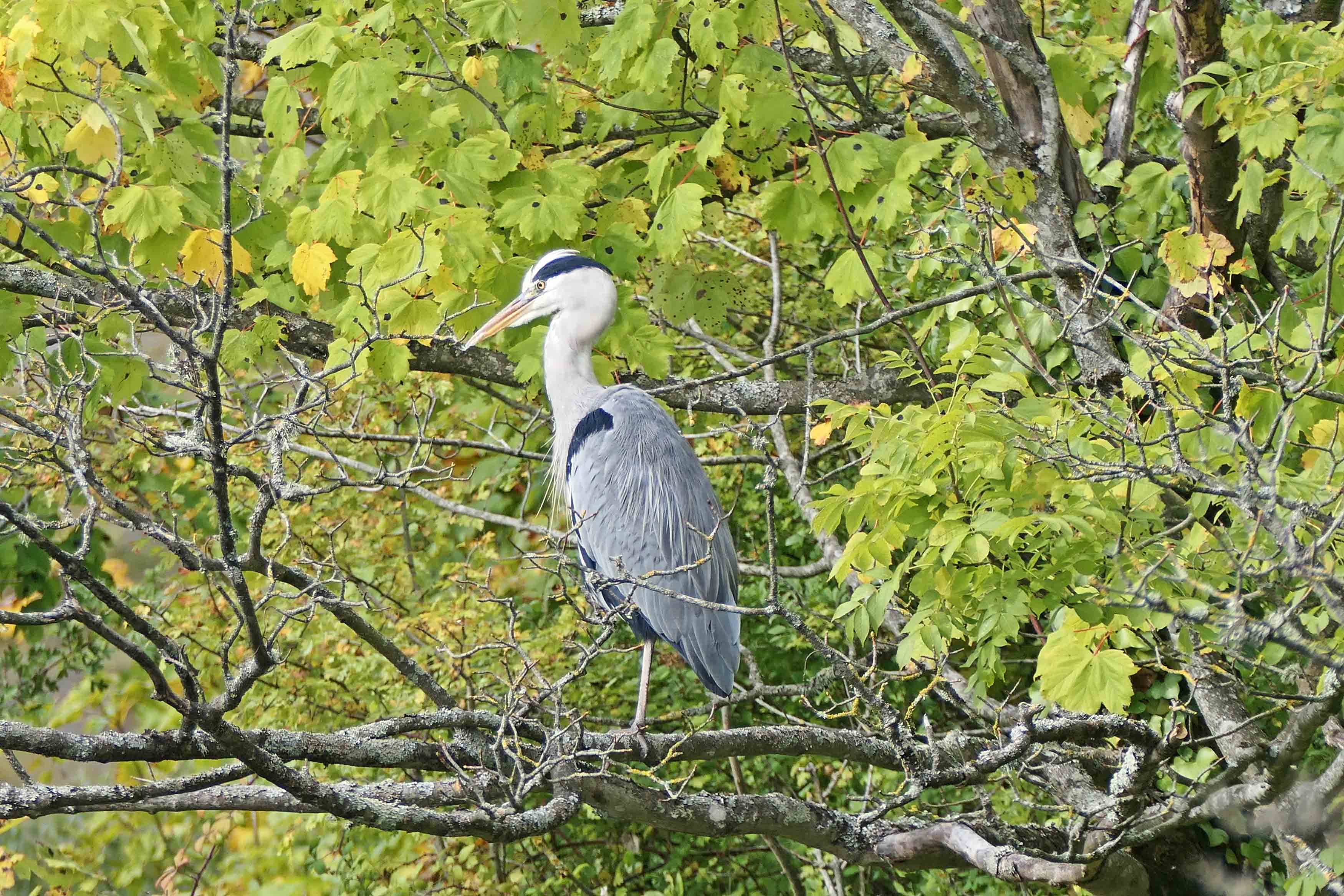 221006 grey heron (1)