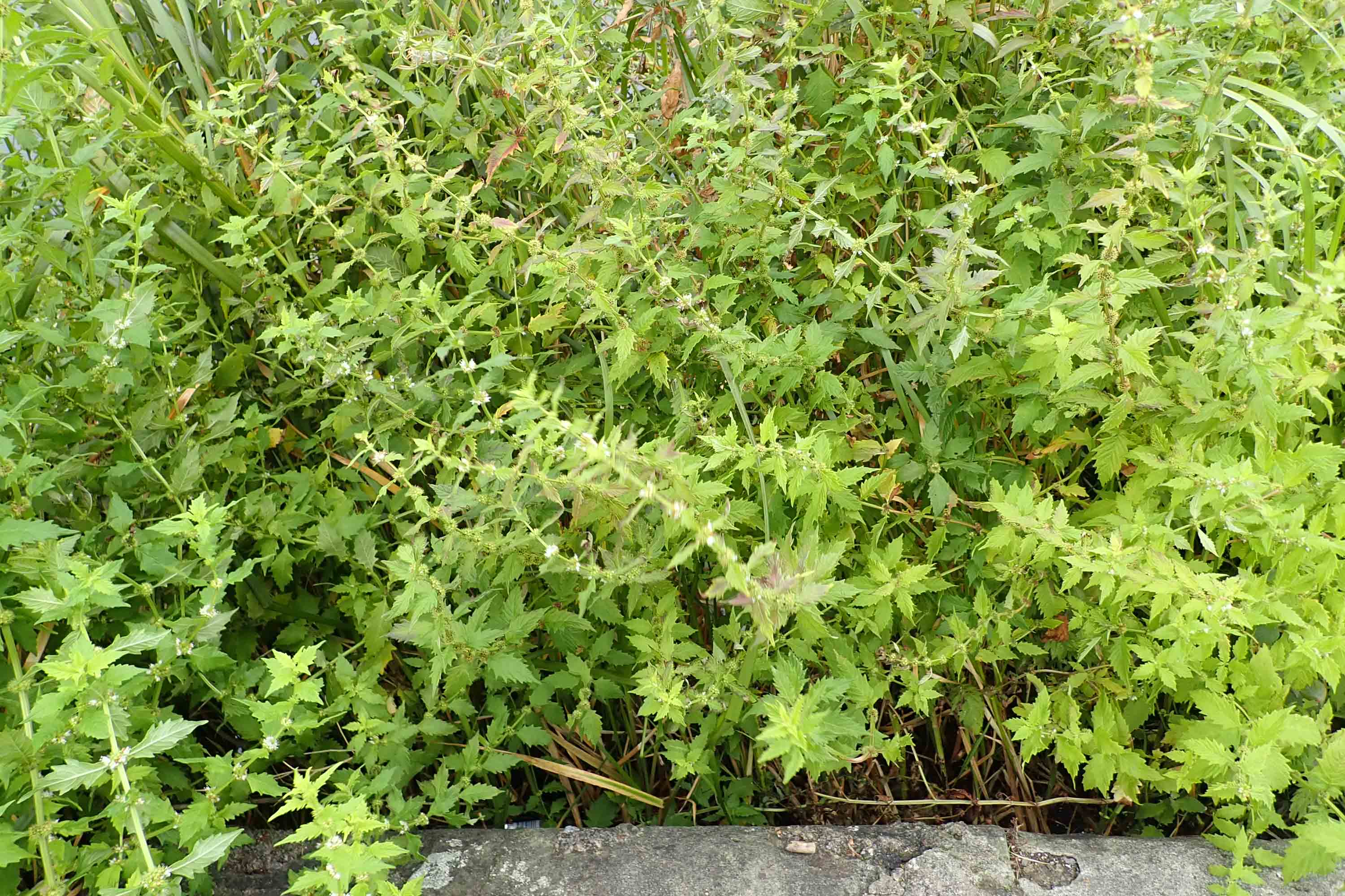 221009 gypsywort (1)