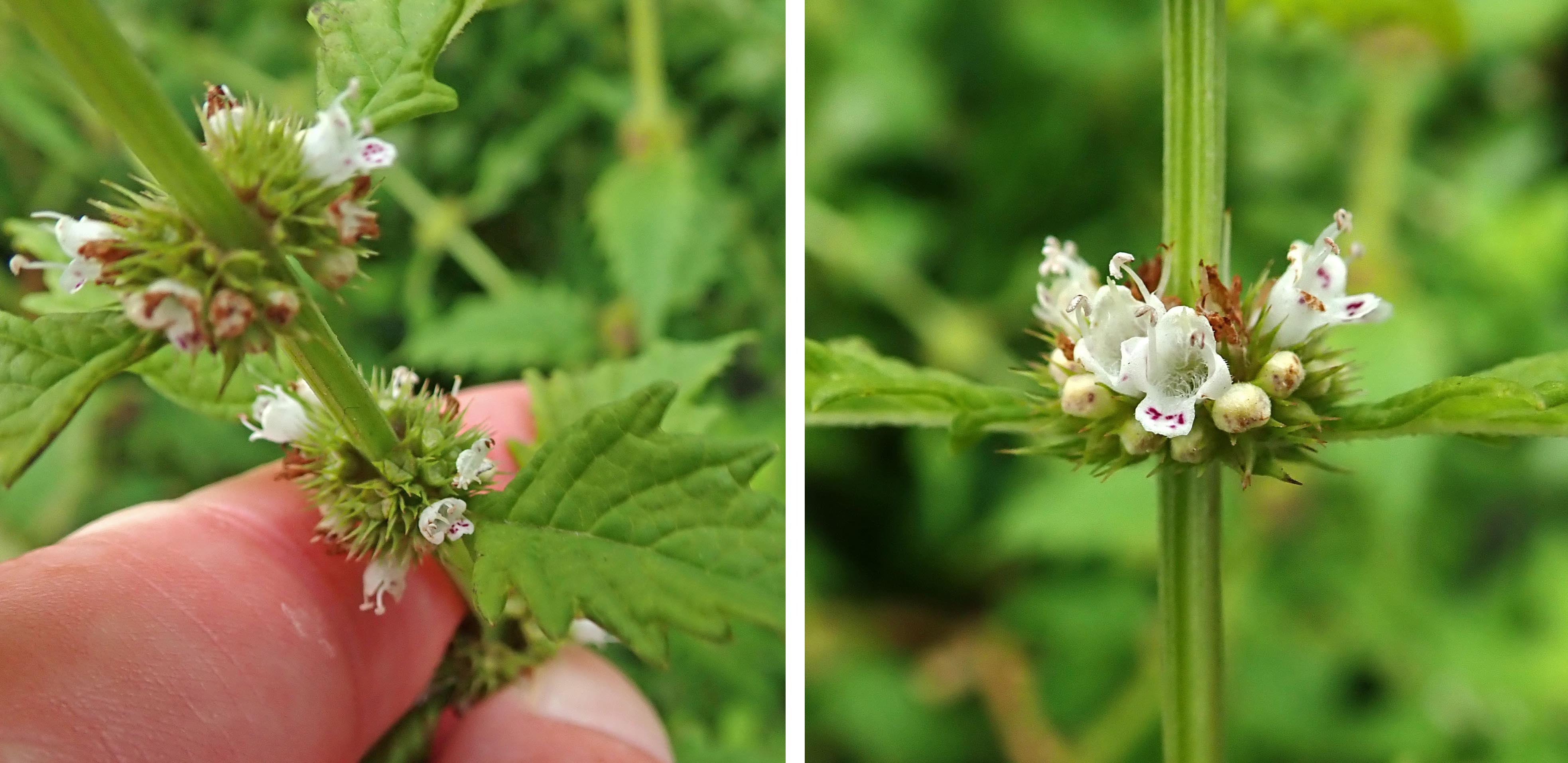 221009 gypsywort (2)