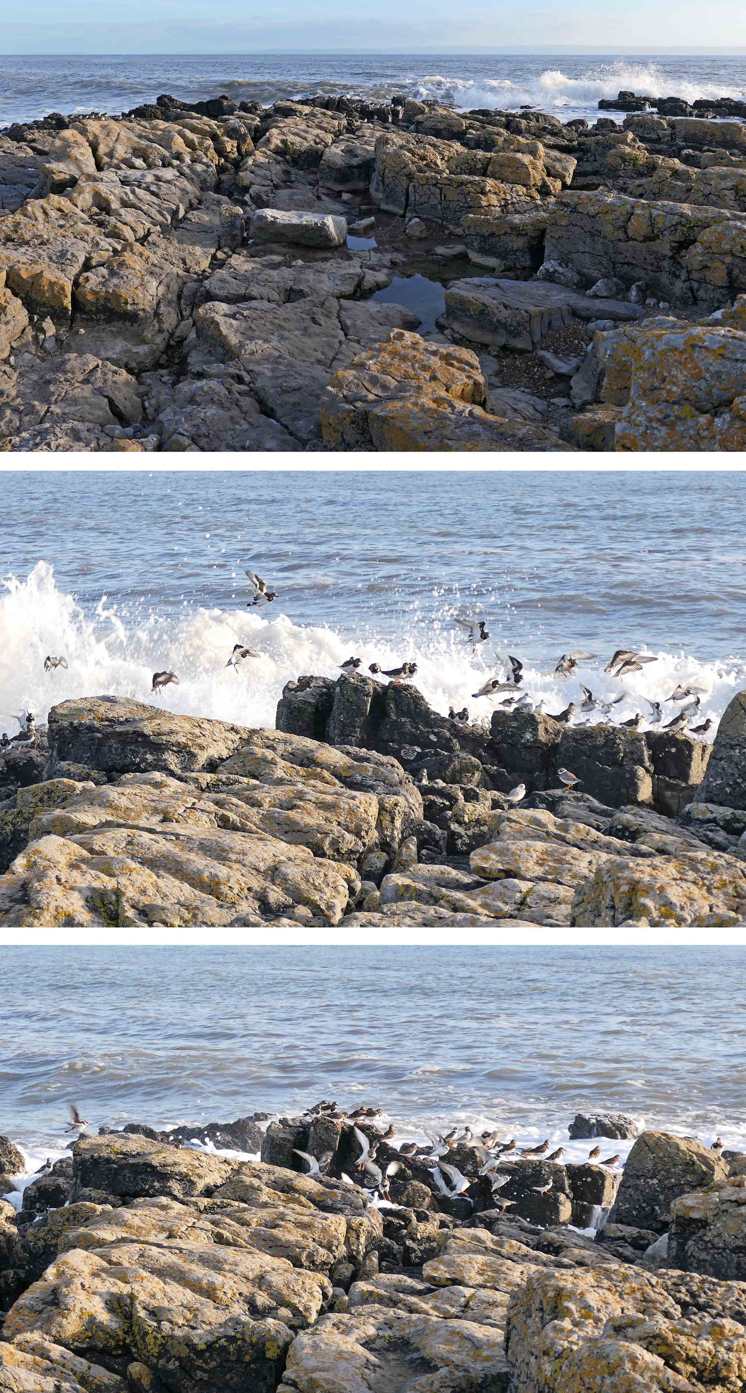 221010 newton point birding