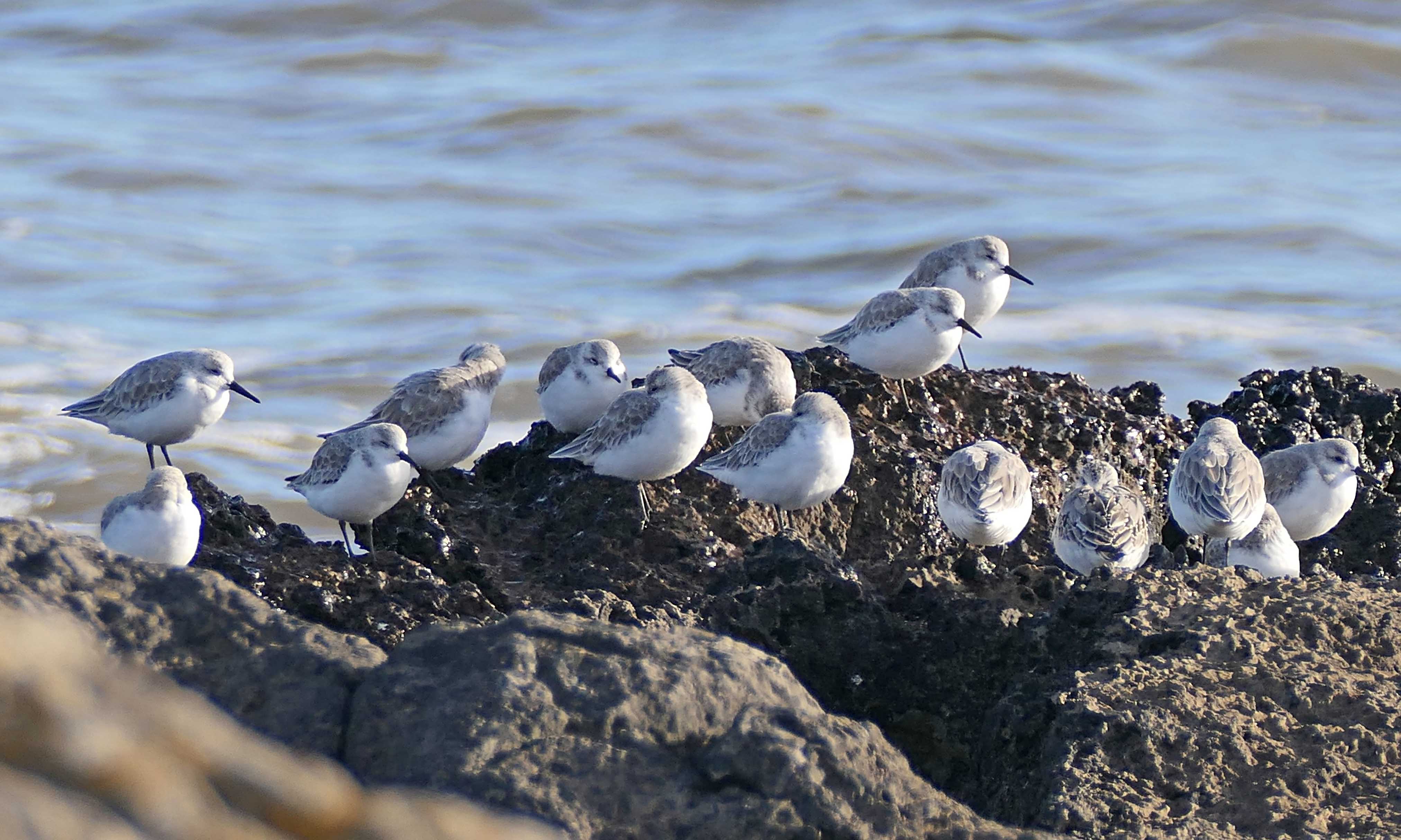 221011 sanderling (1)