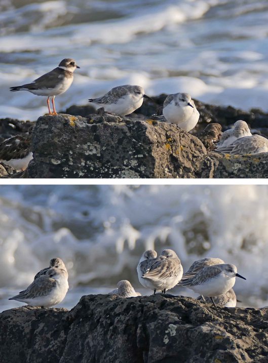 221011 sanderling (2)