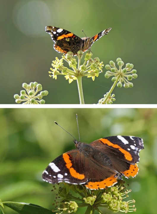 221013 red admiral (1)