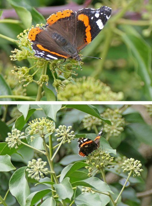 221013 red admiral (2)