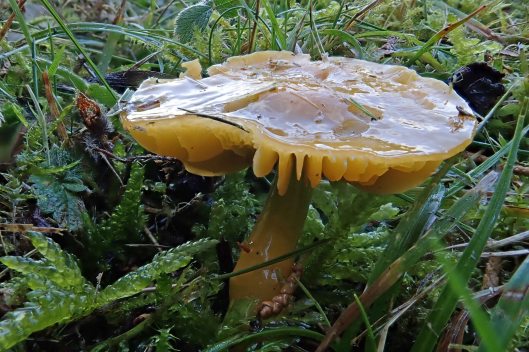 221014 parrot waxcap