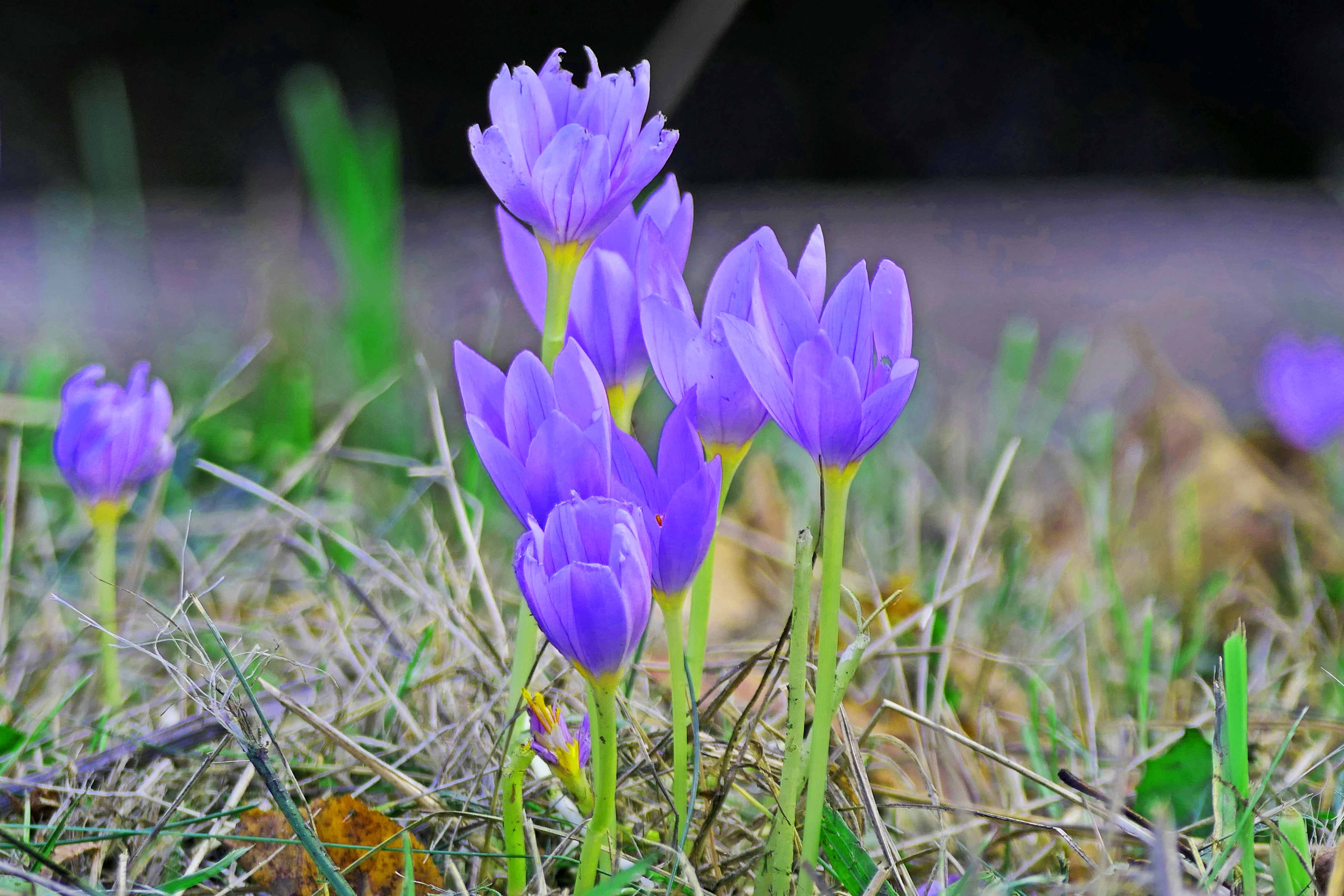 221016 autumn crocus